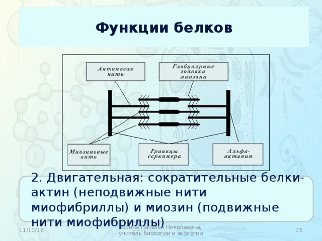 Неподвижные нити