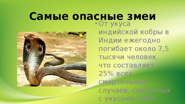 Кобра факты. Самые самые опасные змеи. 10 Самых опасных змей в мире. Ядовитые змеи информация. Презентация о змеях.