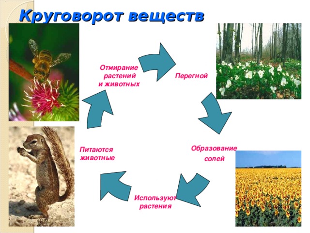 Круговорот веществ на лугу. Схема круговорота веществ на лугу. Схема круговорота веществ на лугу 3. Круговорот веществ в Луге.